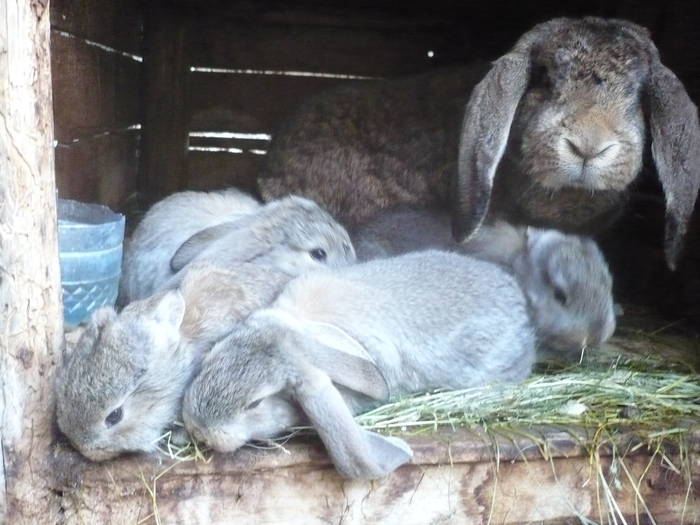 poze iepuri 2504 530 - femele cu pui din 1-10 iunie actuali