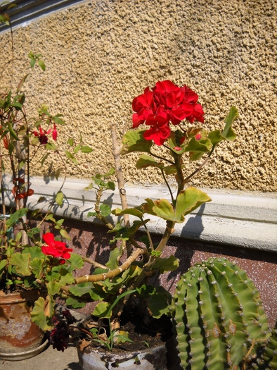 Picture 065 - flori dragute