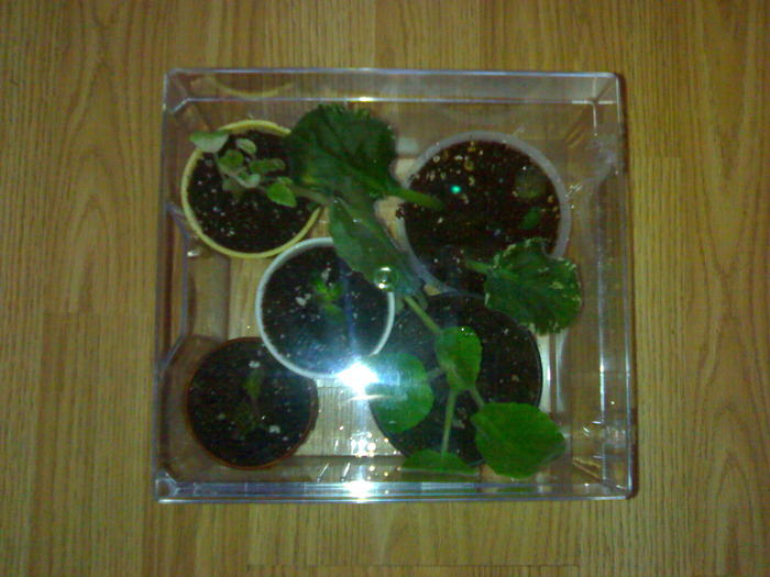 Microsera cu plantute diverse - Microsera