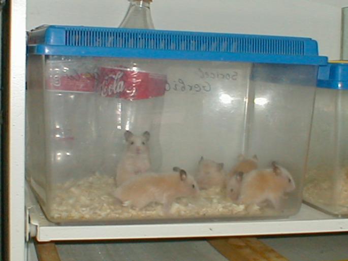 Hamsteri 2001 (1) - rozatoare