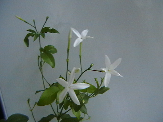 IMGA0724 - jasminum