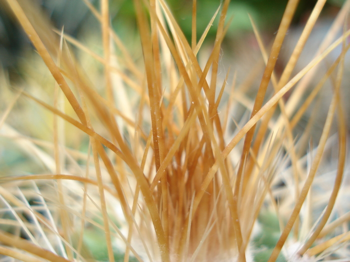 Mammillaria compresa
