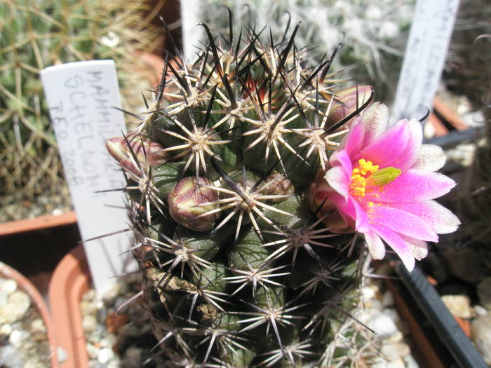 Mammillaria scheldonii - 09.06 - Mammillaria