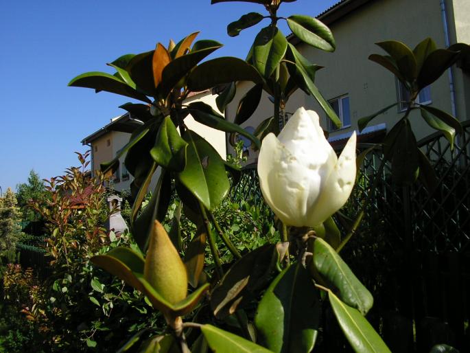 P6112897 - magnolie grandiflora