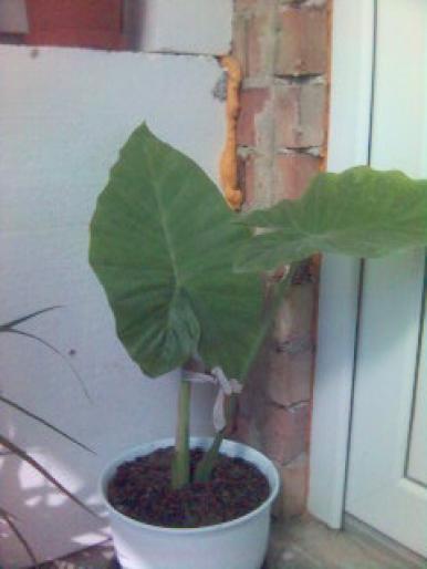 Colocasia esculenta - plante