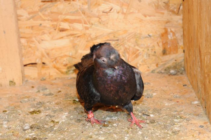 DSC_9844 - jucatori dublumotati calarasi 2008