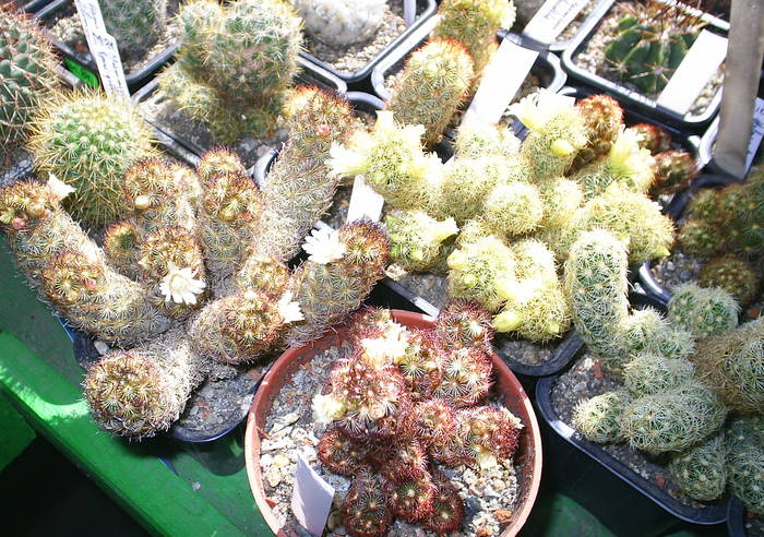 Mammillaria elongata; grup de ssp.
