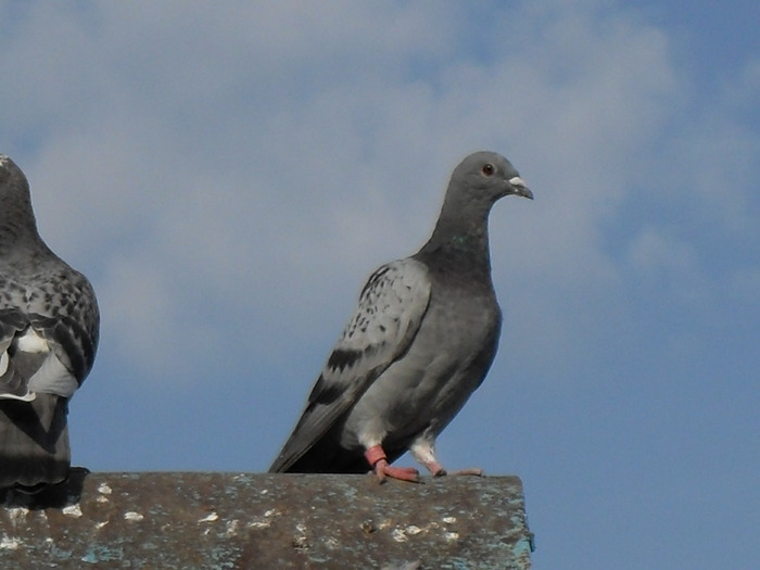 SDC11119 - porumbei voiajori