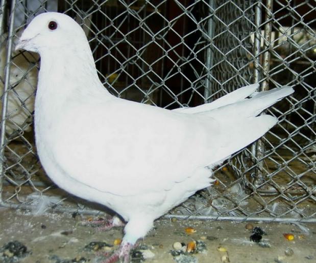 standard homer 1 - 1501 Expo Timisoara 2006