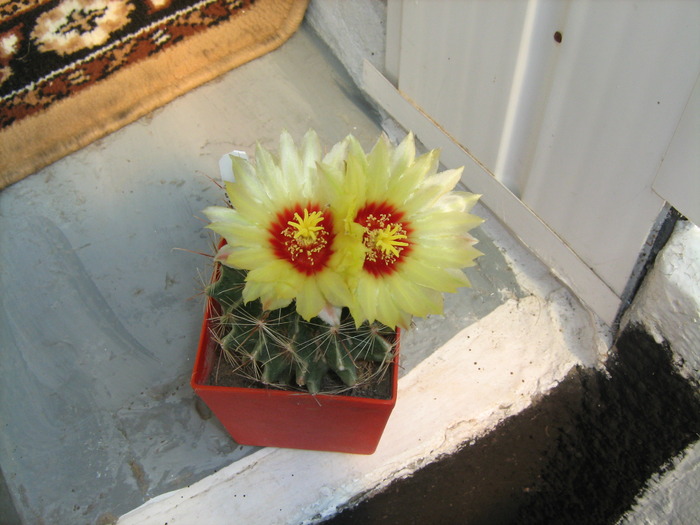 Picture 215; hamatocactus setispinus nul mai am
