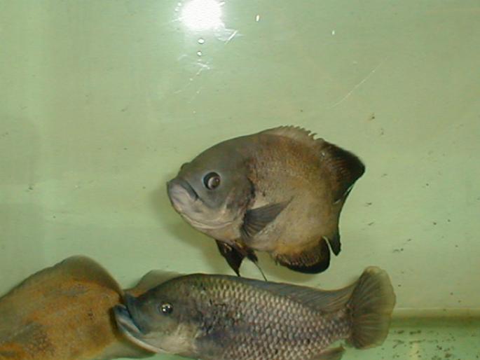 Tilapia si astronotus 2001