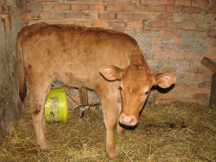 Lima, m. LIMxBR. n. 27.10.2009.jpg1; tineret femel LIM*BR, 2 luni
