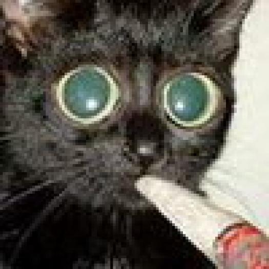 Pisica fumeaza pall mall - poze cu animale