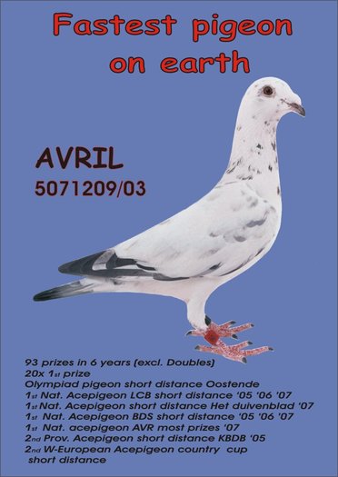 avril2008blauw[1] - poze cu porumbei voiajori de mine placuti