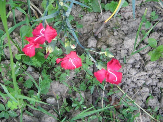 garofite - floricele