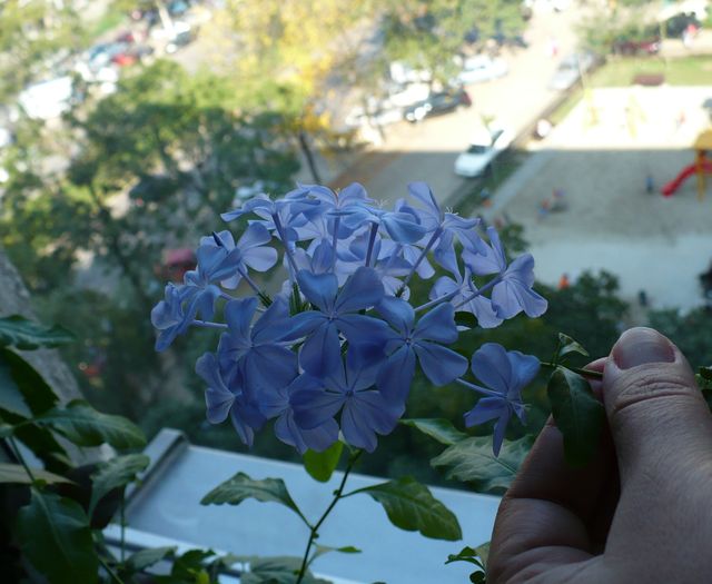 P1160592 - PLUMBAGO