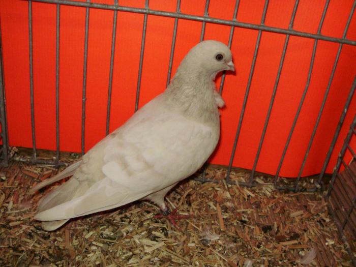 18111c reduced brown 0x