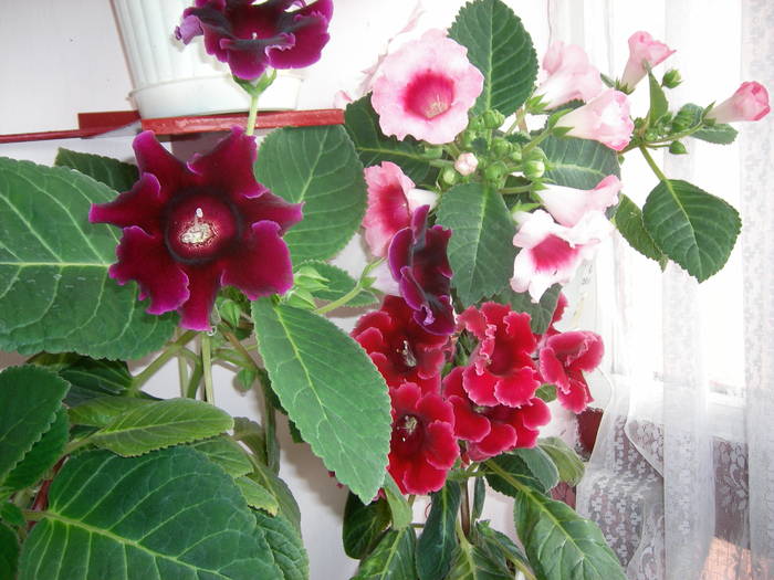 Gloxenii - Flori - 2009