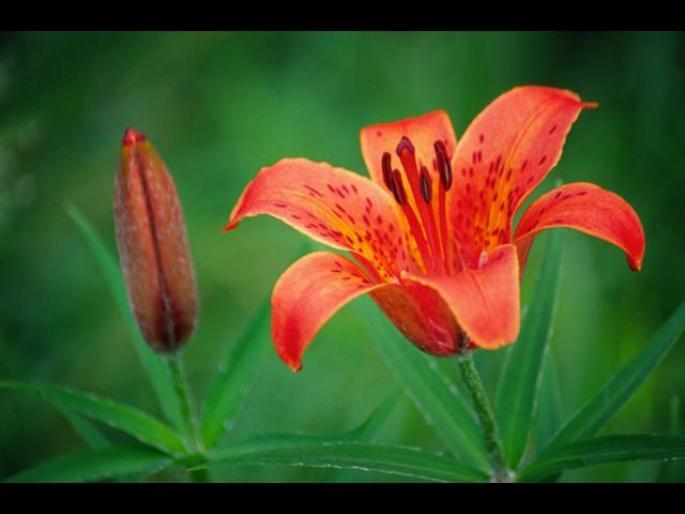 ai132386n437874 - animale si flori