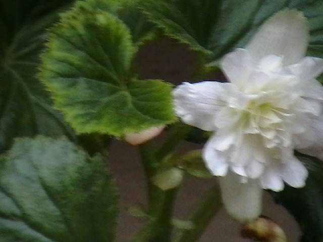 begonie