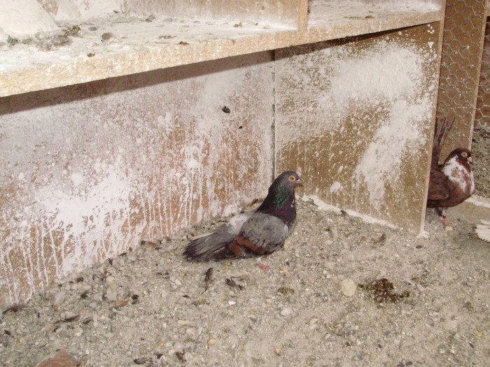 P9061359 - 1709 Marian Anghel