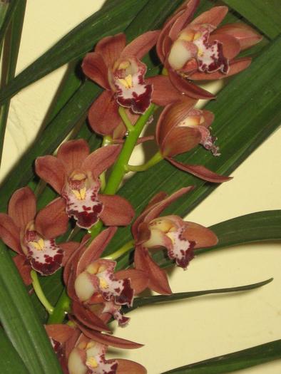 cymbidium - orhidee