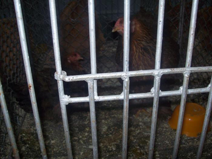 EXPO 2009 .01.09  CLUJ-NAPOCA 161