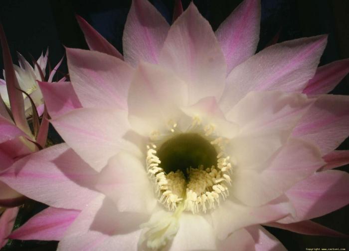 Echinopsis detaliu floare