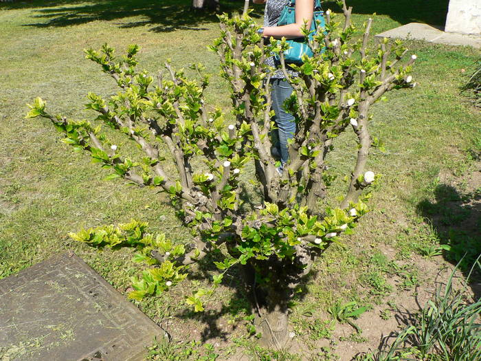 P1050088 - 2009 mai-manastirea baldana-caldarusani-sitaru