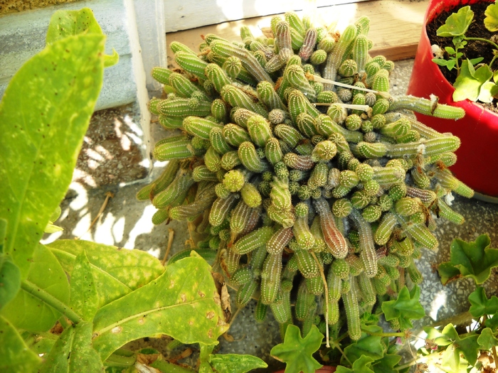 Picture 049 - flori dragute