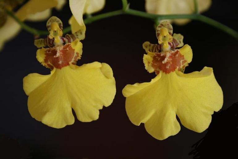 oncidium  - orhidee