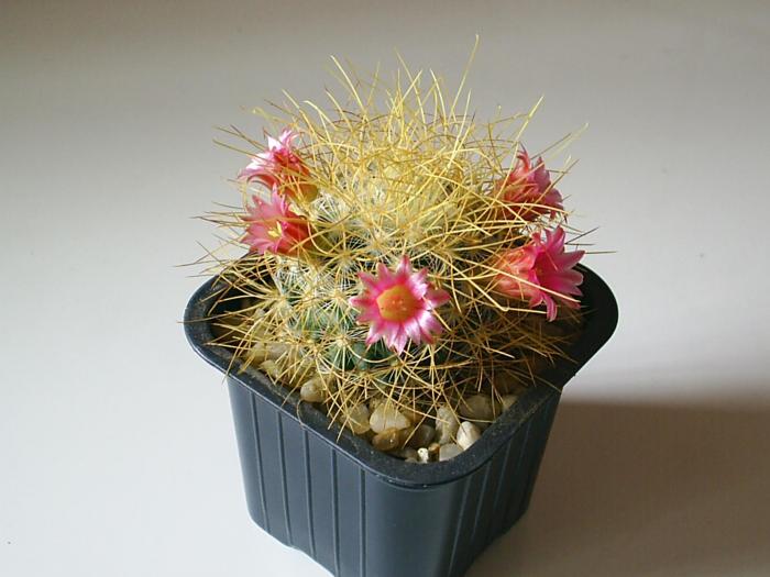 Mammillaria rekoi var. leptacantha fma flavispina