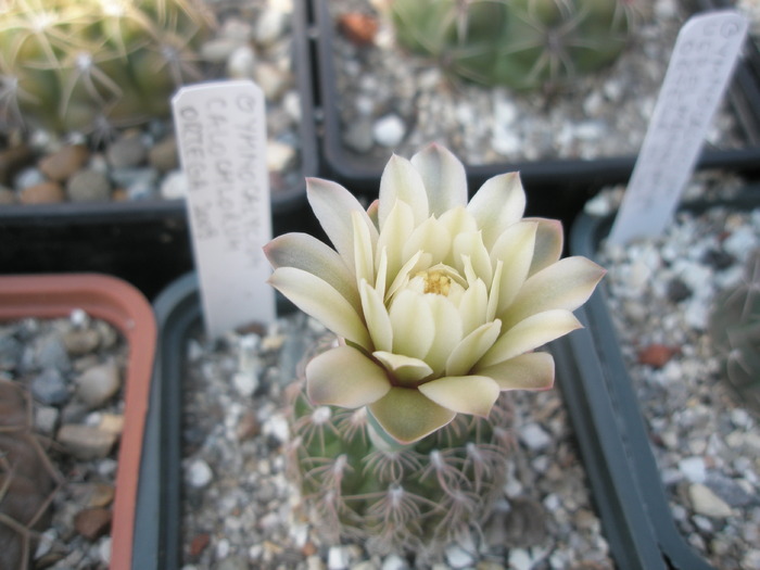 Gymnocalycium calochlorum - 23.08