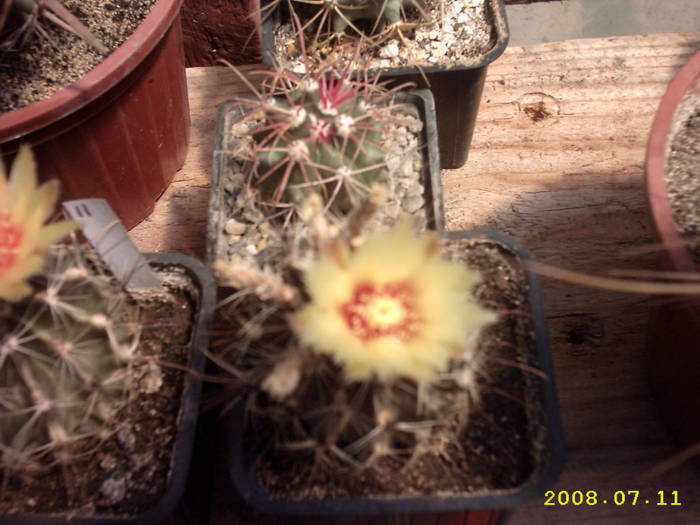 34-Hamatocactus setispinus - cactusi