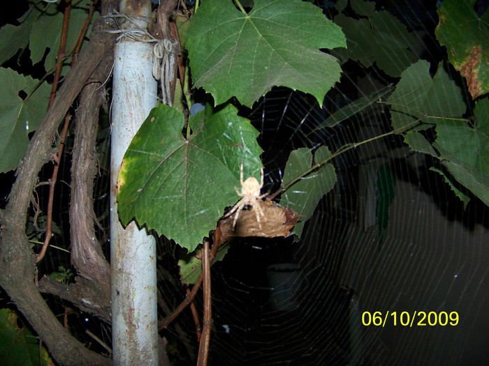 100_2650 - Toamna in curte  Timisoara