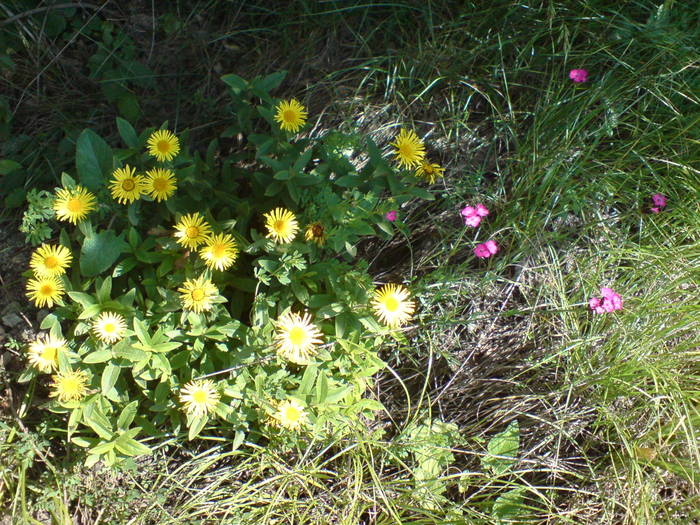 DSC01723 - Flori de camp