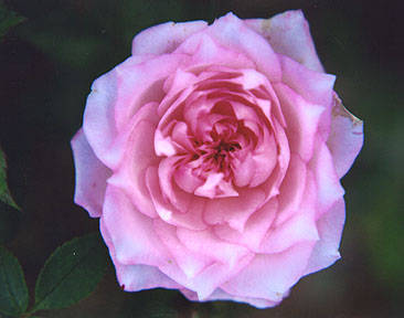 rose005 - Trandafiri