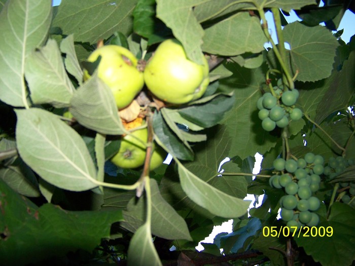 100_7034mar - Iulie 1