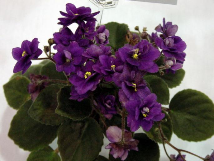Indigo_Doll_2005avsa - violete de pe net