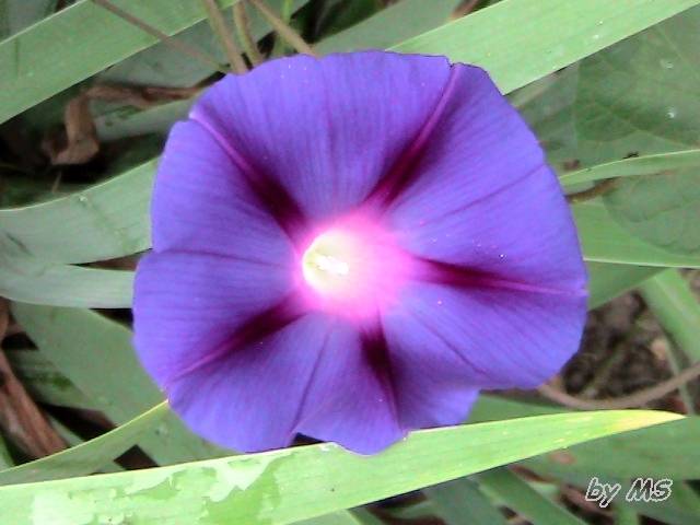  - Zorele-Ipomoea purpurea-09-11