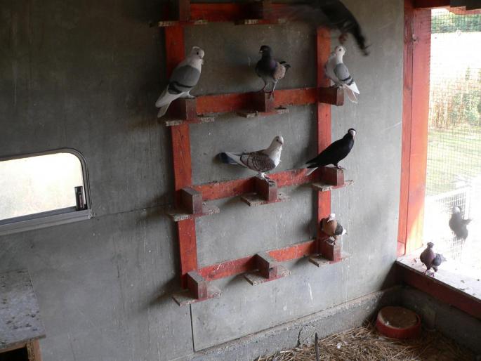 FILE0130 - 1729 Arpad Cseplo