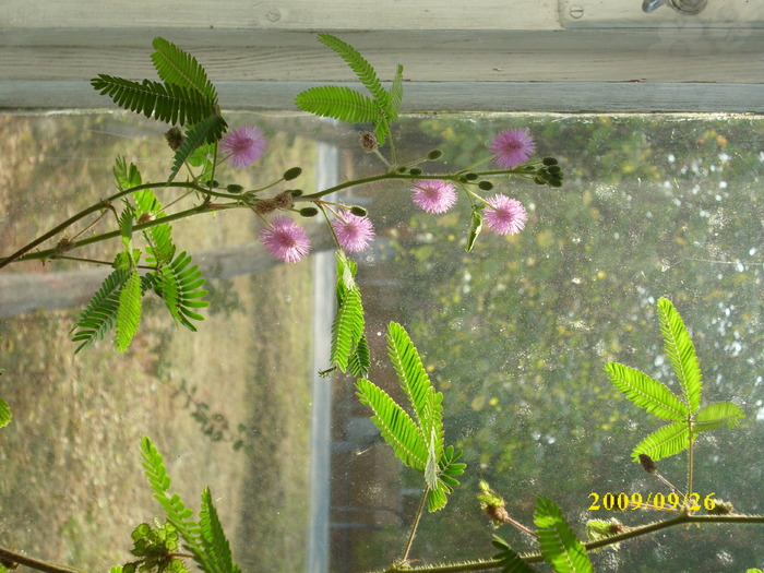 DSCI1403 - mimosa pudica