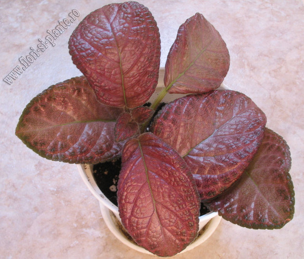 Episcia Country Clown 2 - EPISCIA