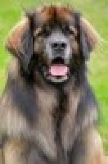 t_Leonberger