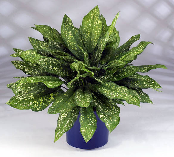 Aglaonema_Gold_Dust - AGLOE 1