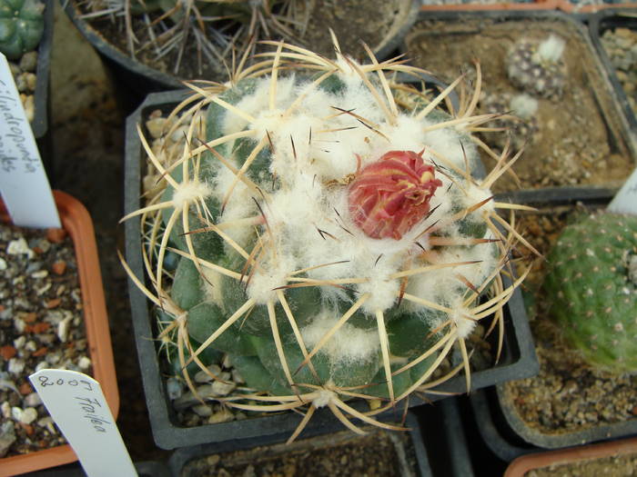 Coryphantha 3 - Coryphantha