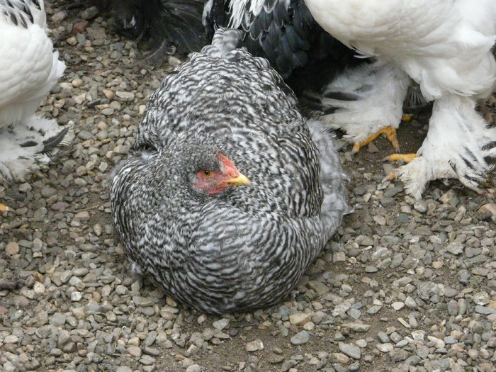 Gaina cochinchina barat