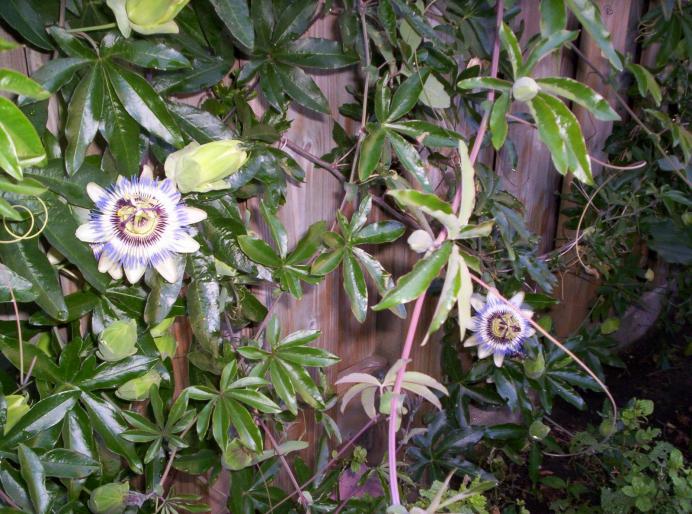 passiflora iulie 2006 (3 - cataratoare