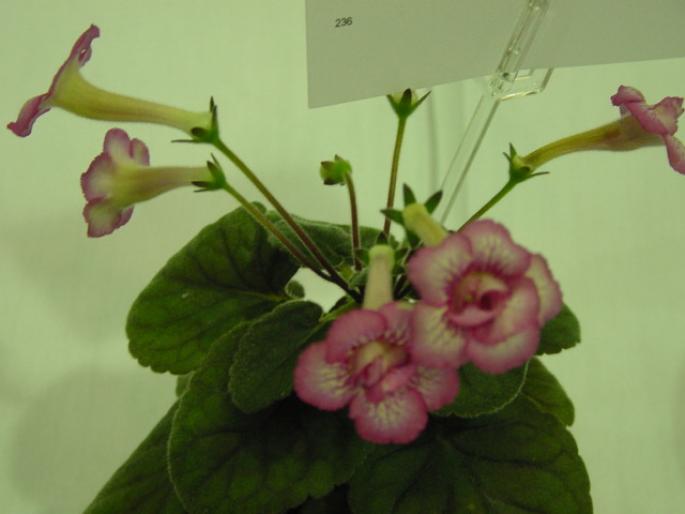 Sinn_Heartlands_Double_Dilly_2005avsa - violete de pe net 1