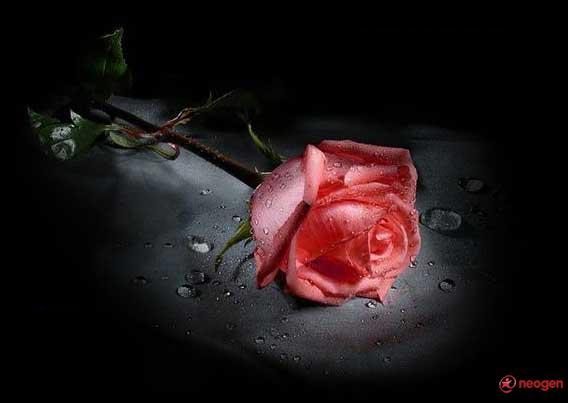 7c56a698_0050001013600_00_600